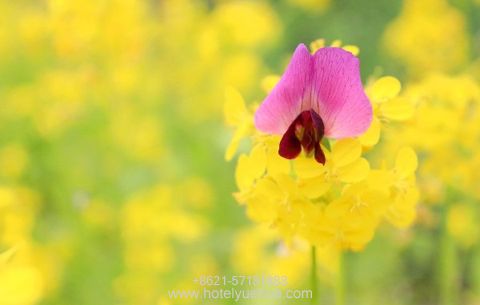 上海悦华大酒店-奉贤菜花节，我们在这里等你！